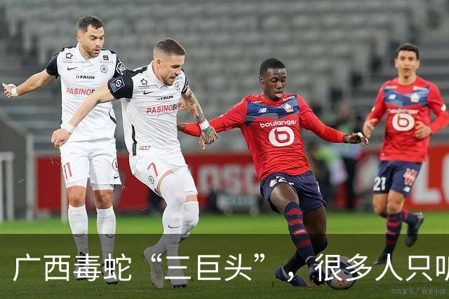 广西毒蛇“三巨头”，很多人只听过两种，第三种比五步蛇还凶险